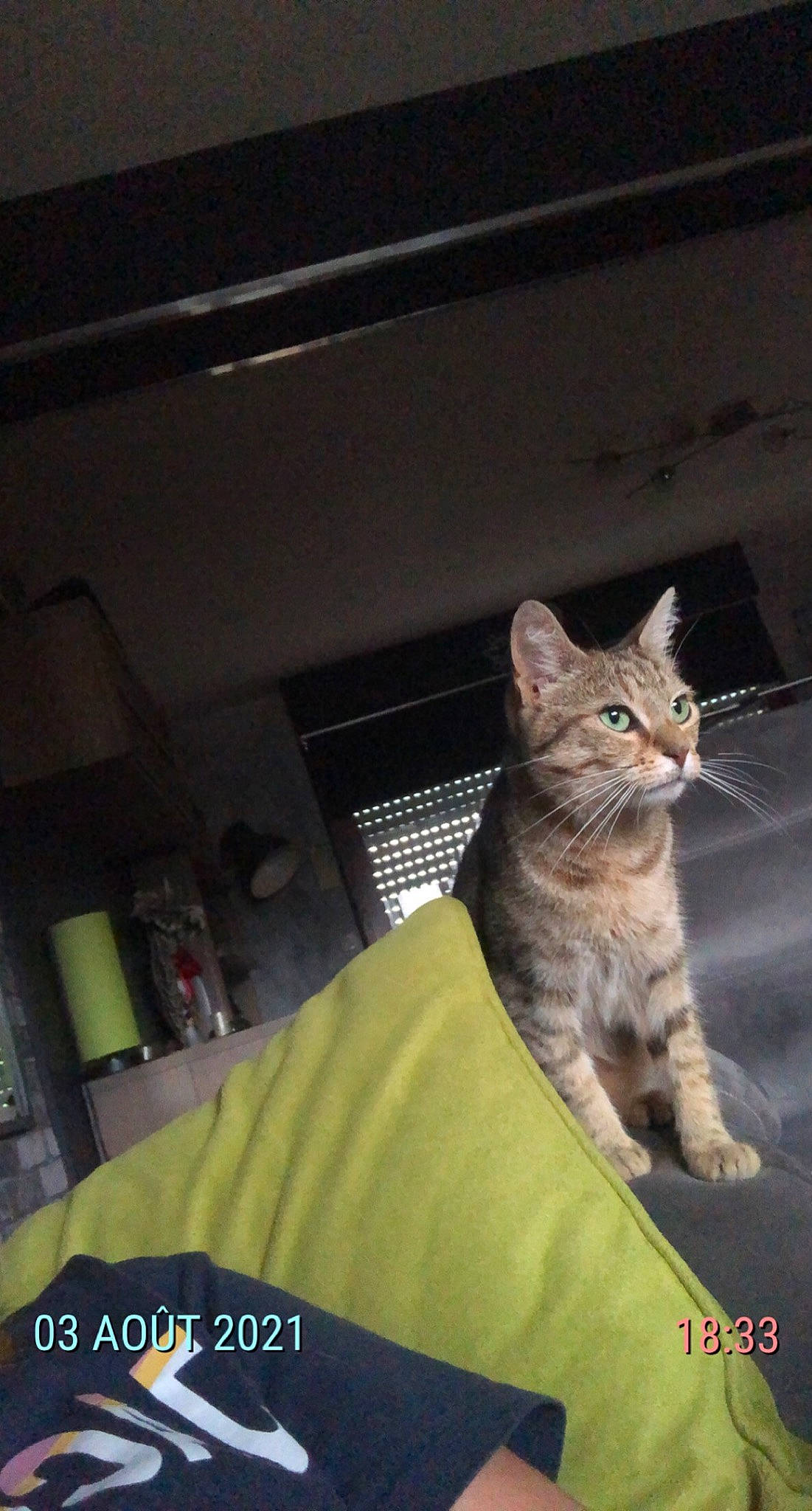 Miou participe au concours pour gagner de l'argent avec cette photo : automotive_exterior, carnivore, cat, comfort, domestic_short_haired_cat, felidae, fur, linens, metal, paw, photo_caption, room, sitting, small_to_medium_sized_cats, snout, tail, terrestrial_animal, vehicle_door, whiskers