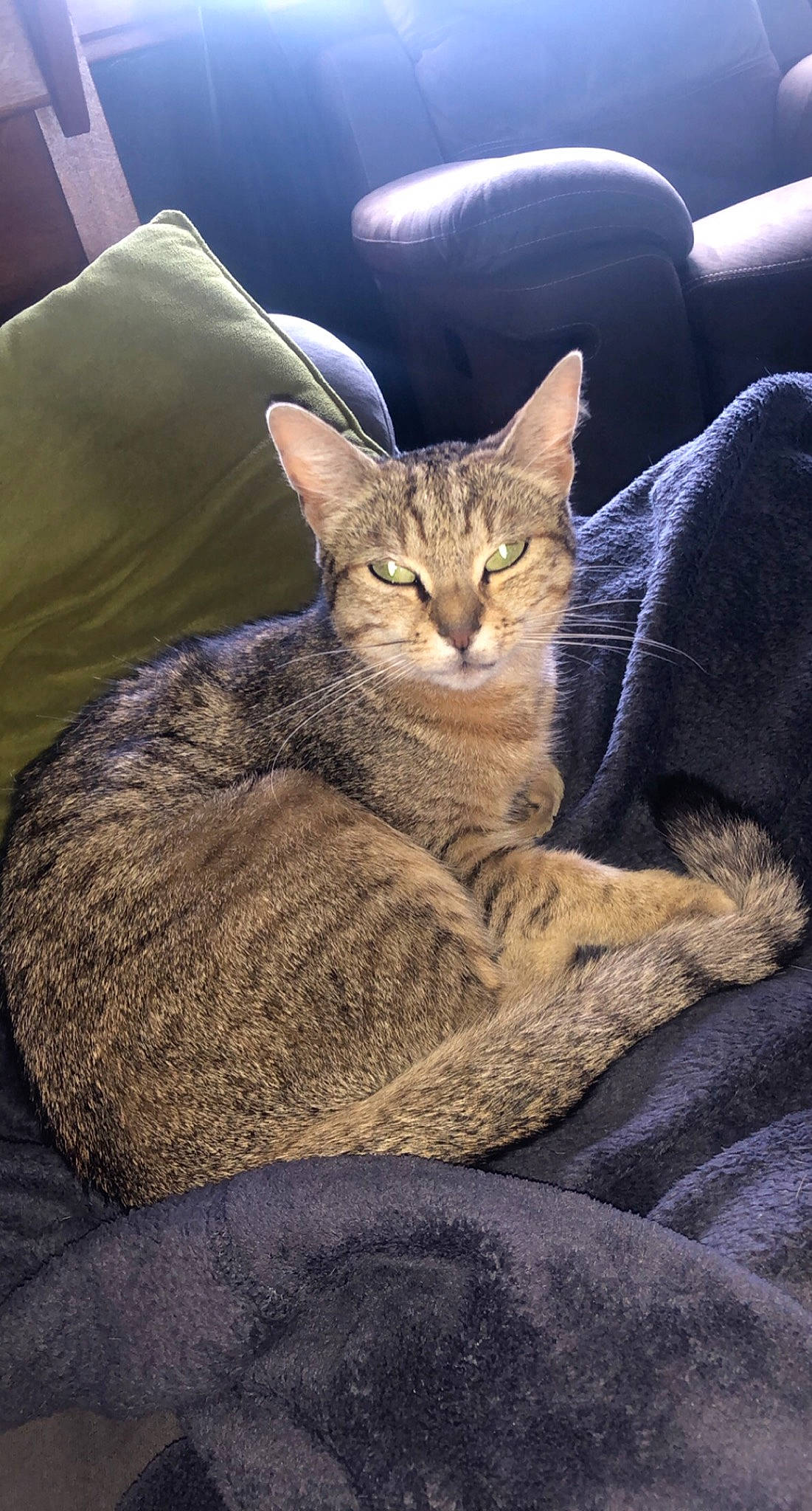 Miou a rejoint le concours — aidez-le/la à gagner de superbes lots ! carnivore, cat, claw, comfort, couch, domestic_short_haired_cat, ear, eye, fawn, felidae, fur, grey, leg, paw, small_to_medium_sized_cats, snout, tail, tree, whiskers, wildlife