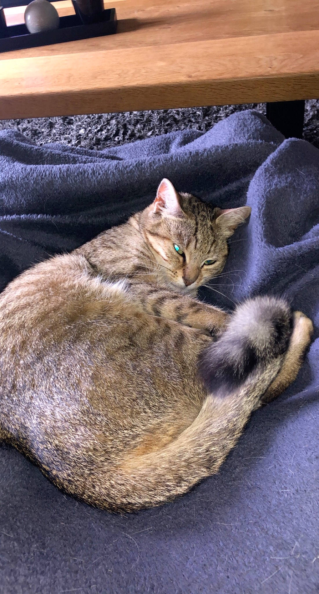 Miou a rejoint le concours — aidez-le/la à gagner de superbes lots ! carnivore, cat, cat_bed, cat_supply, claw, comfort, domestic_short_haired_cat, felidae, fur, grey, nap, paw, sitting, sleep, small_to_medium_sized_cats, snout, tail, terrestrial_animal, whiskers