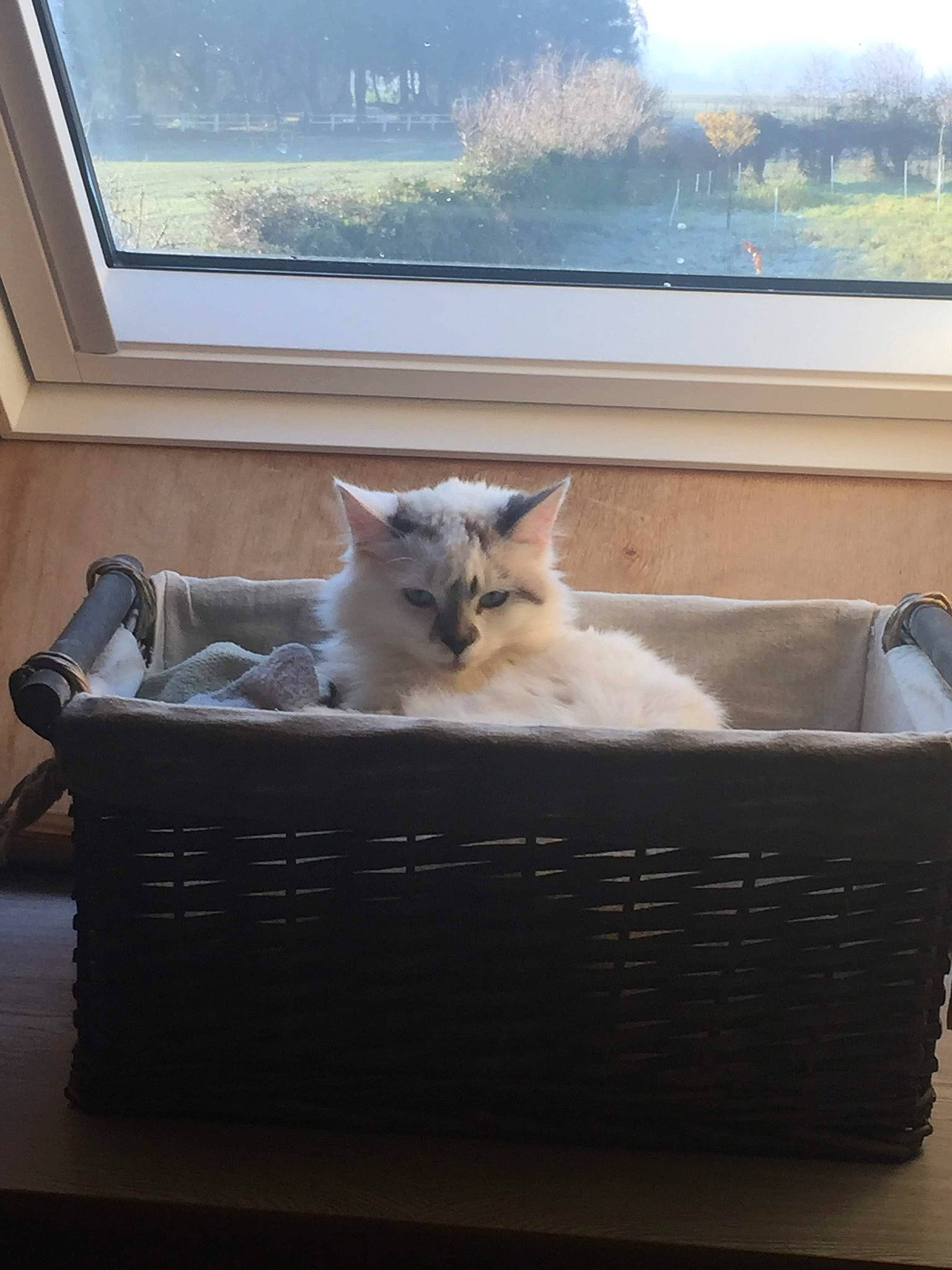 Lili a rejoint le concours — aidez-le/la à gagner de superbes lots ! burmilla, carnivore, cat, colorpoint_shorthair, comfort, european_shorthair, felidae, kitten, ragdoll, small_to_medium_sized_cats, turkish_van, whiskers