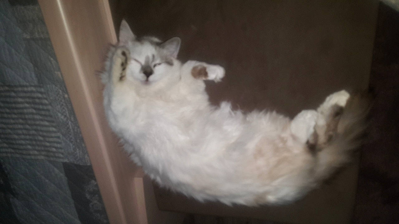 Lili a rejoint le concours — aidez-le/la à gagner de superbes lots ! american_curl, burmilla, carnivore, cat, domestic_long_haired_cat, felidae, fur, kitten, mammal, napoleon_cat, norwegian_forest_cat, ojos_azules, persian, ragamuffin, ragdoll, small_to_medium_sized_cats, turkish_angora, turkish_van, vertebrate, whiskers