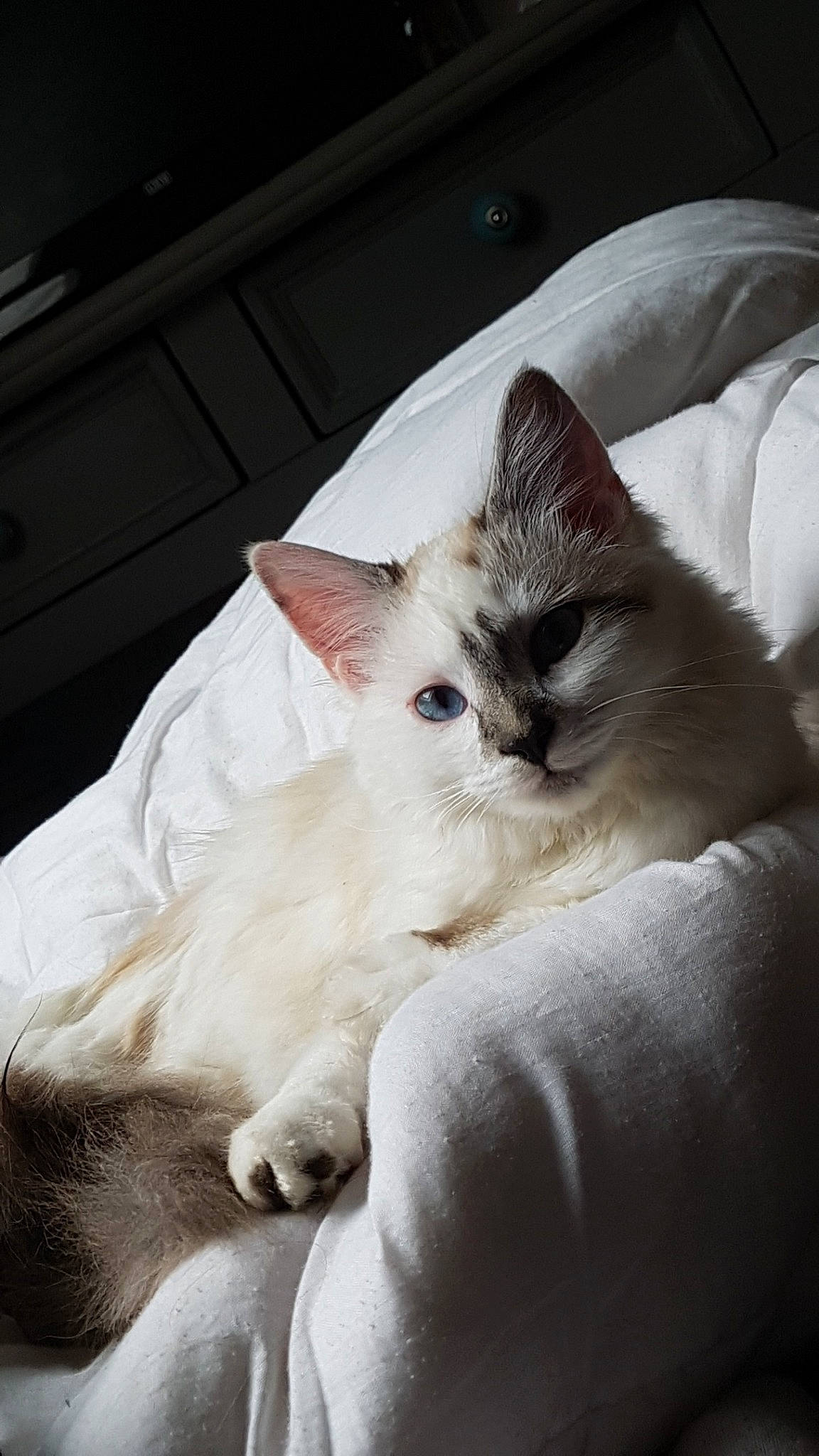 Lili a rejoint le concours — aidez-le/la à gagner de superbes lots ! asian, balinese, burmilla, carnivore, cat, colorpoint_shorthair, ear, felidae, fur, javanese, kitten, mammal, ojos_azules, ragdoll, small_to_medium_sized_cats, tonkinese, turkish_angora, turkish_van, vertebrate, whiskers