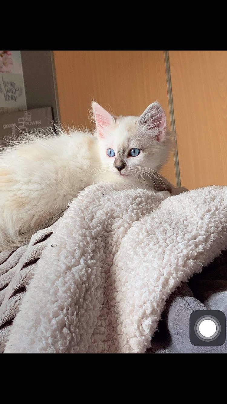 Lili participe au concours pour gagner de l'argent avec cette photo : asian, burmilla, carnivore, cat, colorpoint_shorthair, domestic_short_haired_cat, fawn, felidae, khao_manee, kitten, mammal, ojos_azules, ragdoll, small_to_medium_sized_cats, tonkinese, turkish_angora, vertebrate, whiskers