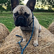 Viktor participe au concours pour gagner de l'argent avec cette photo : animal, canine, collar, cute, dog, ears, face, farm, field, french_bulldog, grass, haystack, leash, mammal, nature, outdoor, pet, sunset, tree, walking