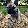 animal, canine, collar, cute, dog, ears, face, farm, field, french_bulldog, grass, haystack, leash, mammal, nature, outdoor, pet, sunset, tree, walking