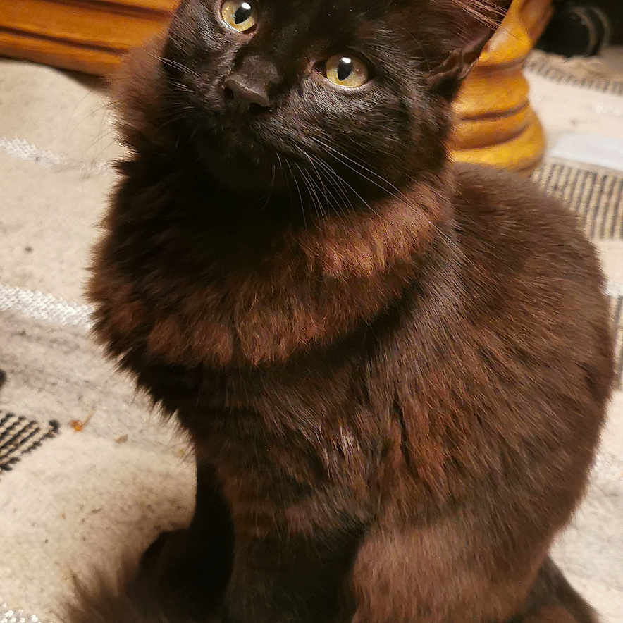 Onyx participe au concours pour gagner de l'argent avec cette photo : abyssinian, angora, animal, architecture, armchair, blackcat, building, cat, chair, couch, furniture, hardwood, indoors, kitten, livingroom, manx, pet, room, siamese, wood