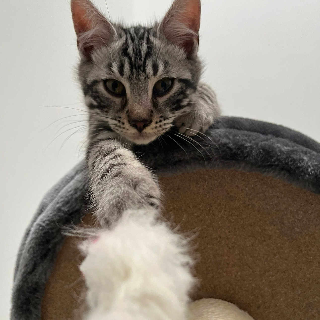 Shadow a rejoint le concours — aidez-le/la à gagner de superbes lots ! animal, cat, closeup, curious, cute, ears, feline, furry, gray, indoor, kitten, paw, pet, playful, scratching_post, soft, striped, tabby, whiskers, young