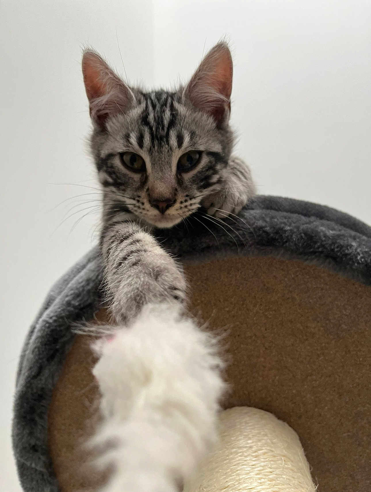 Shadow a rejoint le concours — aidez-le/la à gagner de superbes lots ! kitten, tabby, cat, paw, furry, pet, animal, curious, indoor, closeup, whiskers, ears, playful, scratching_post, feline, young, cute, gray, striped, soft