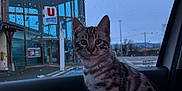 Shadow participe au concours pour gagner de l'argent avec cette photo : cat, kitten, tabby, pet_carrier, car_interior, window, rain_drops, building, parking_lot, animal, pet, indoor, side_view, curious, seated, daylight, vehicle, gray, striped, young