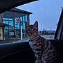 cat, kitten, tabby, pet_carrier, car_interior, window, rain_drops, building, parking_lot, animal, pet, indoor, side_view, curious, seated, daylight, vehicle, gray, striped, young