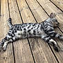cat, tabby_cat, wooden_deck, outdoor, relaxed, sleeping, animal, pet, feline, striped, spotted, resting, wood, pallet, toy, floor, nature, daylight, pattern, calm