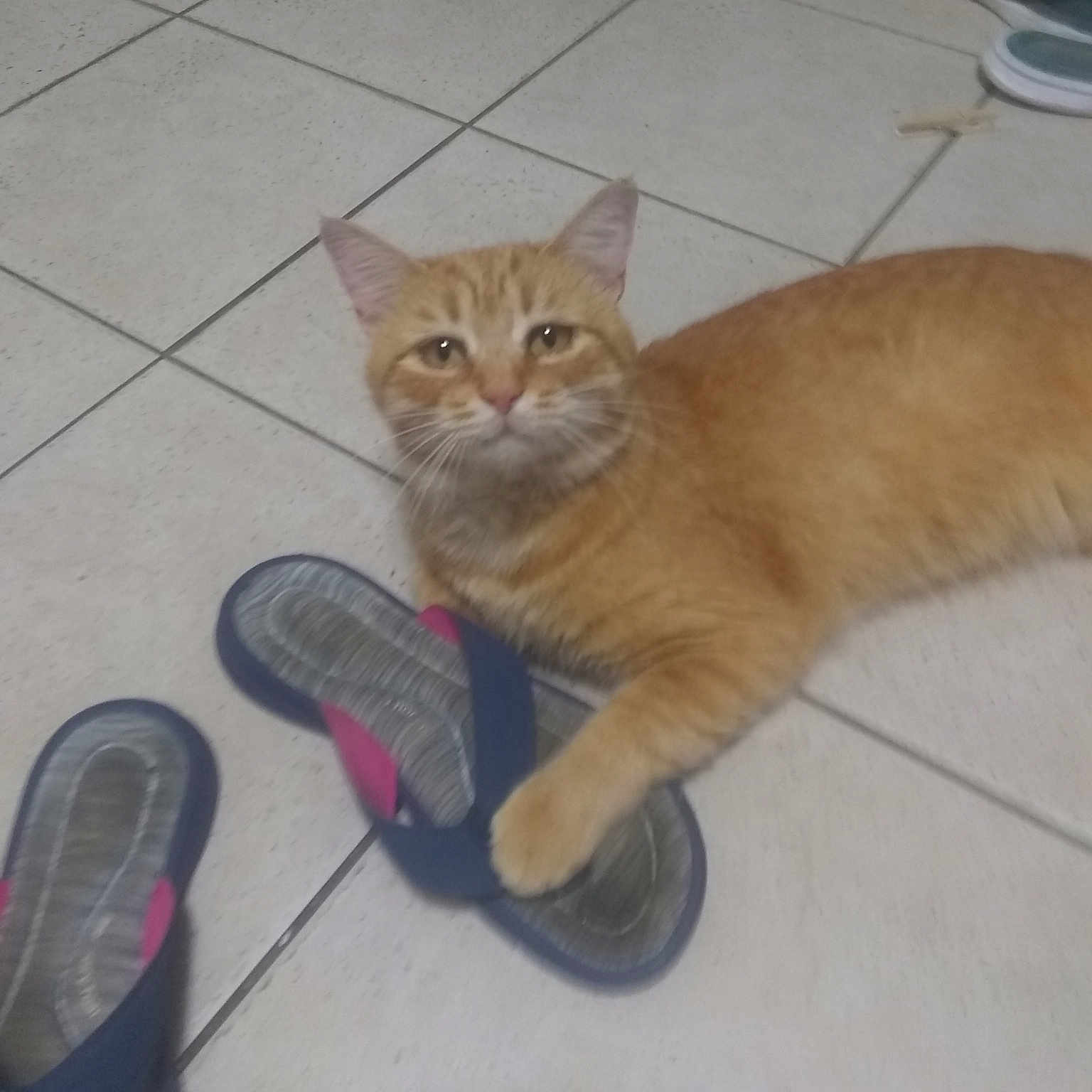 Inuyasha joined the competition — help win amazing prizes! aegean_cat, asian, carnivoran, cat, cat_like_mammal, domestic_short_haired_cat, european_shorthair, kitten, small_to_medium_sized_cats, tabby_cat, tail, whiskers