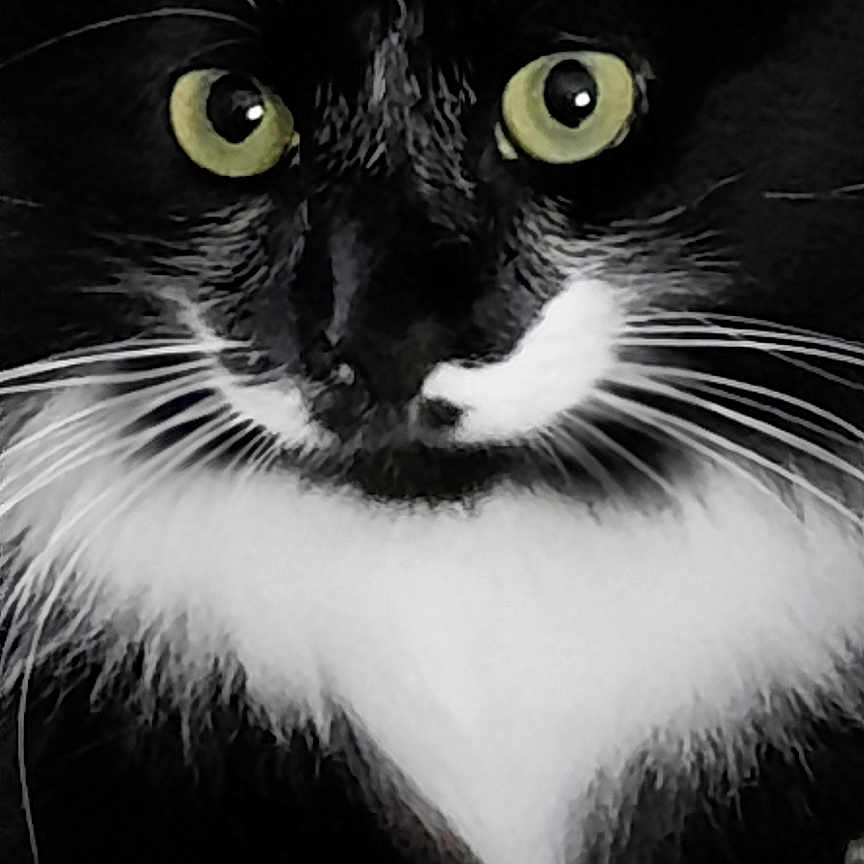 Ulysse participe au concours pour gagner de l'argent avec cette photo : alert, animal, black_and_white, cat, close_up, closeup, cute, domestic_cat, face, feline, fur, indoor, looking, mammal, pet, portrait, sitting, tuxedo_cat, whiskers, yellow_eyes