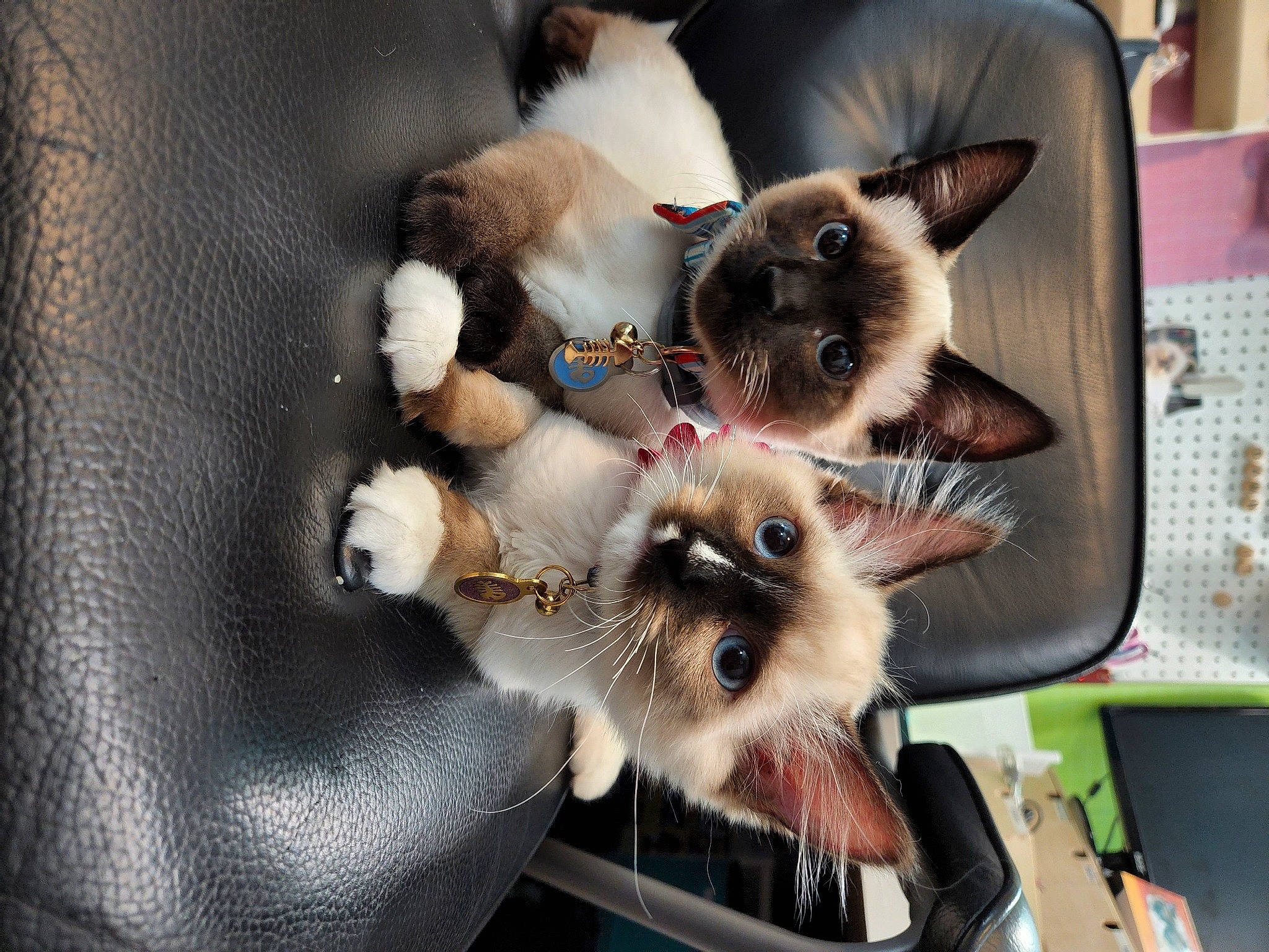 Luna joined the competition — help win amazing prizes! balinese, birman, carnivore, cat, claw, fawn, felidae, fur, siamese, small_to_medium_sized_cats, tail, thai, tonkinese, whiskers