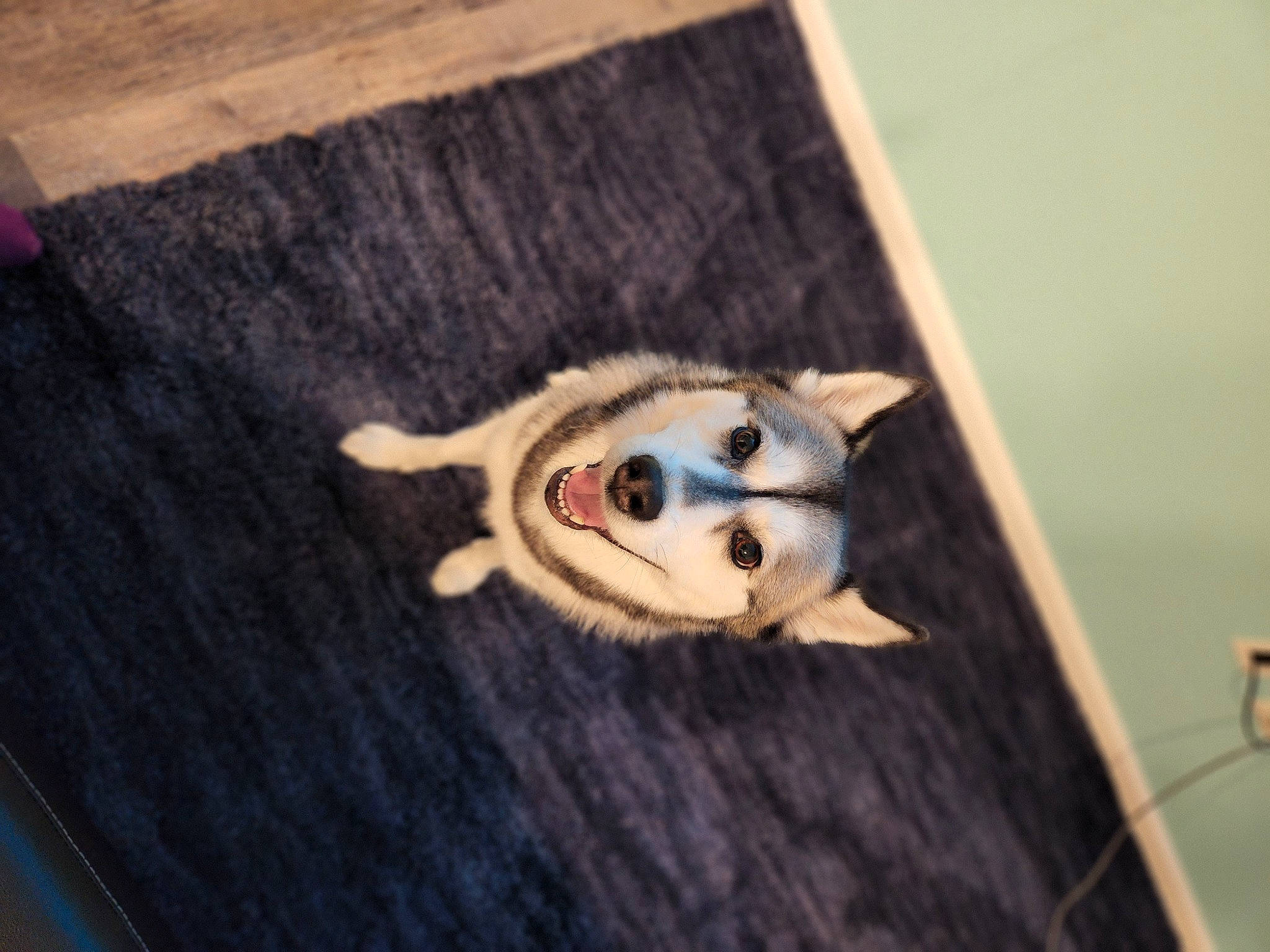 Akira is registered to the contest to win money with this photo: ancient_dog_breeds, art, canidae, canis, carnivore, companion_dog, dog_breed, felidae, flooring, fur, hardwood, musical_instrument, non_sporting_group, small_to_medium_sized_cats, sporting_group, tail, tree, visual_arts, whiskers, wood