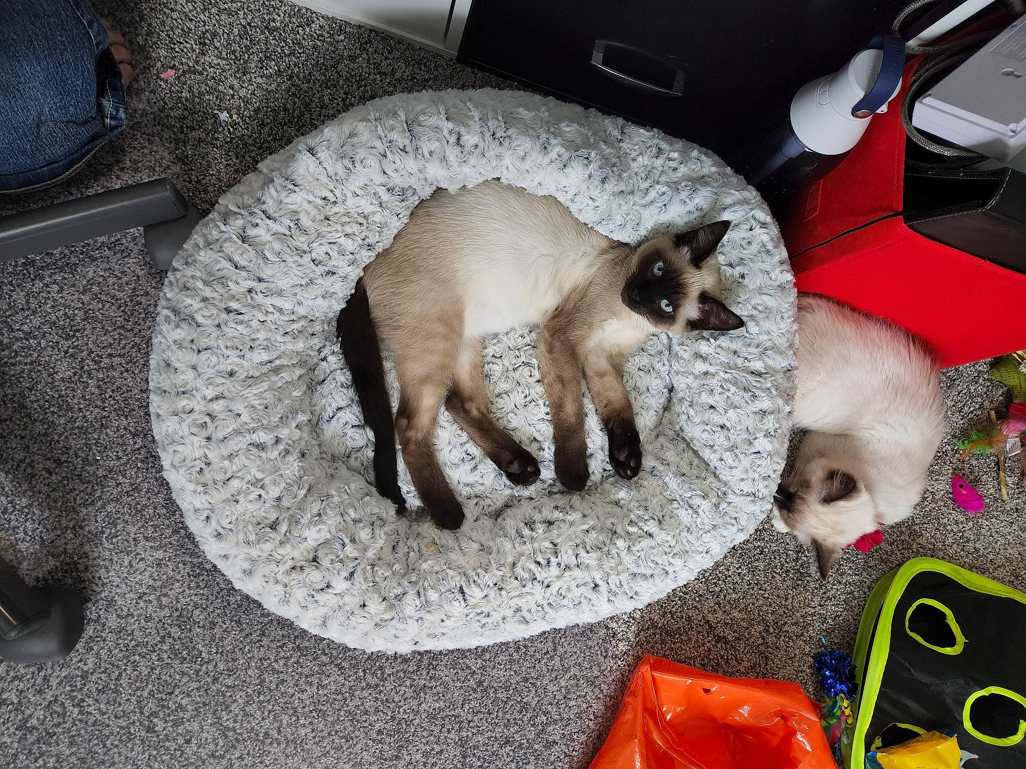 Leo joined the competition — help win amazing prizes! balinese, carnivore, cat, cat_supply, comfort, couch, domestic_short_haired_cat, door, fawn, felidae, flooring, fur, plant, siamese, small_to_medium_sized_cats, snout, tail, thai, whiskers, window