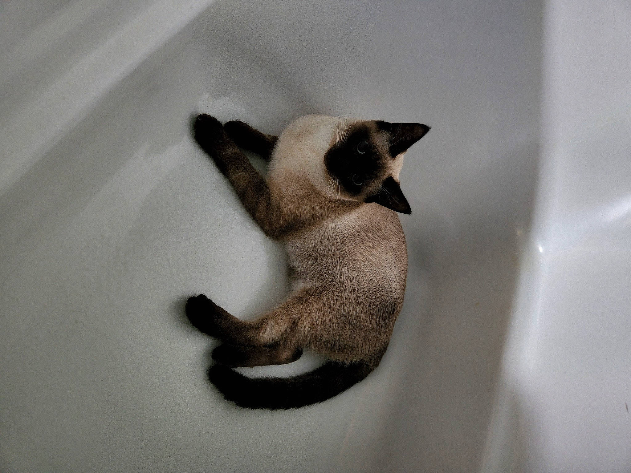 Leo joined the competition — help win amazing prizes! balinese, bathtub, carnivore, cat, claw, domestic_short_haired_cat, fawn, felidae, foot, fur, human_leg, paw, siamese, small_to_medium_sized_cats, snout, tail, thai, whiskers