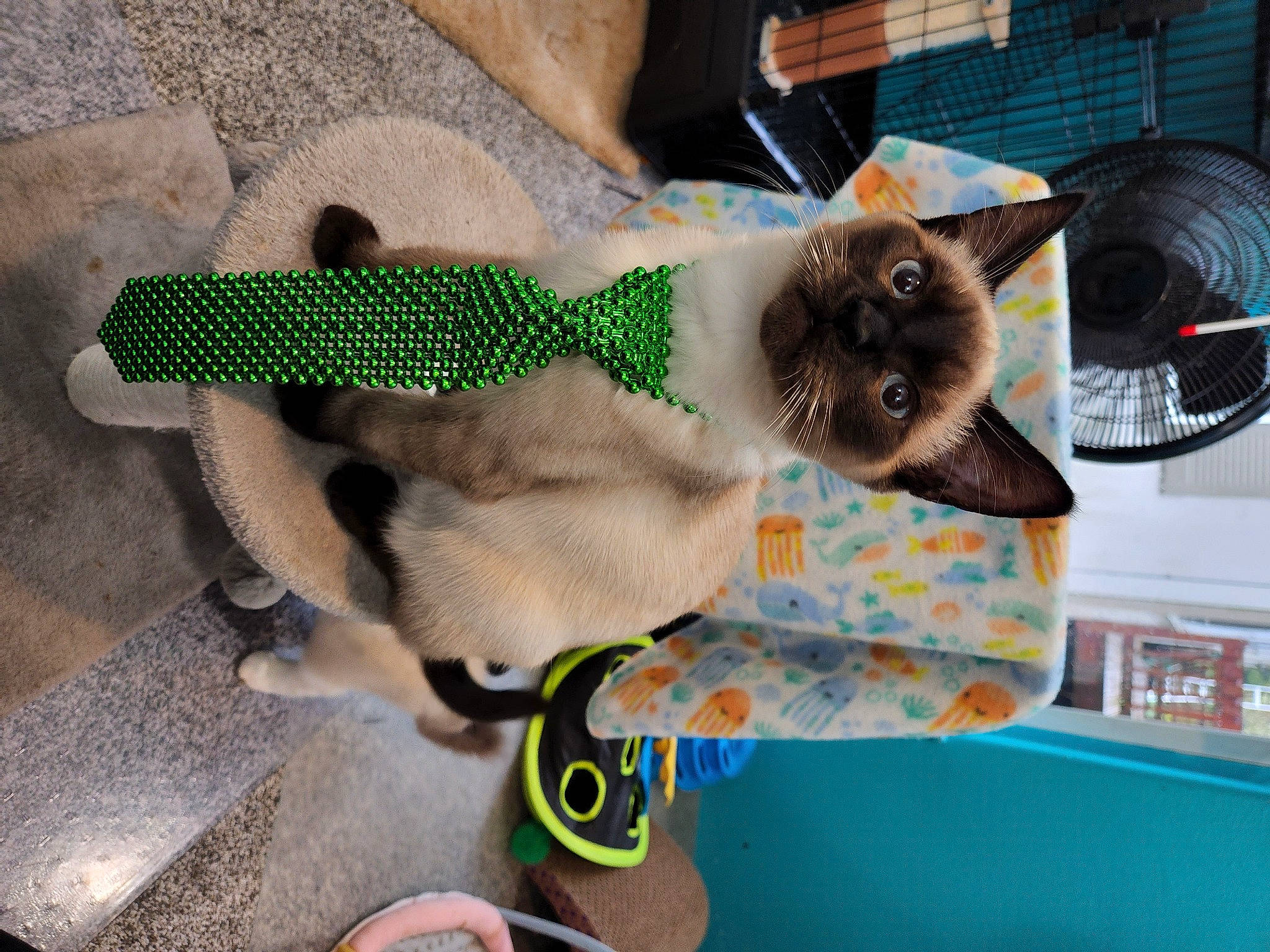 Leo is registered to the contest to win money with this photo: bag, carnivore, cat, cat_bed, cat_supply, collar, domestic_short_haired_cat, eyewear, fashion_accessory, fawn, felidae, fur, mechanical_fan, pet_supply, siamese, small_to_medium_sized_cats, snout, sunglasses, tail, whiskers