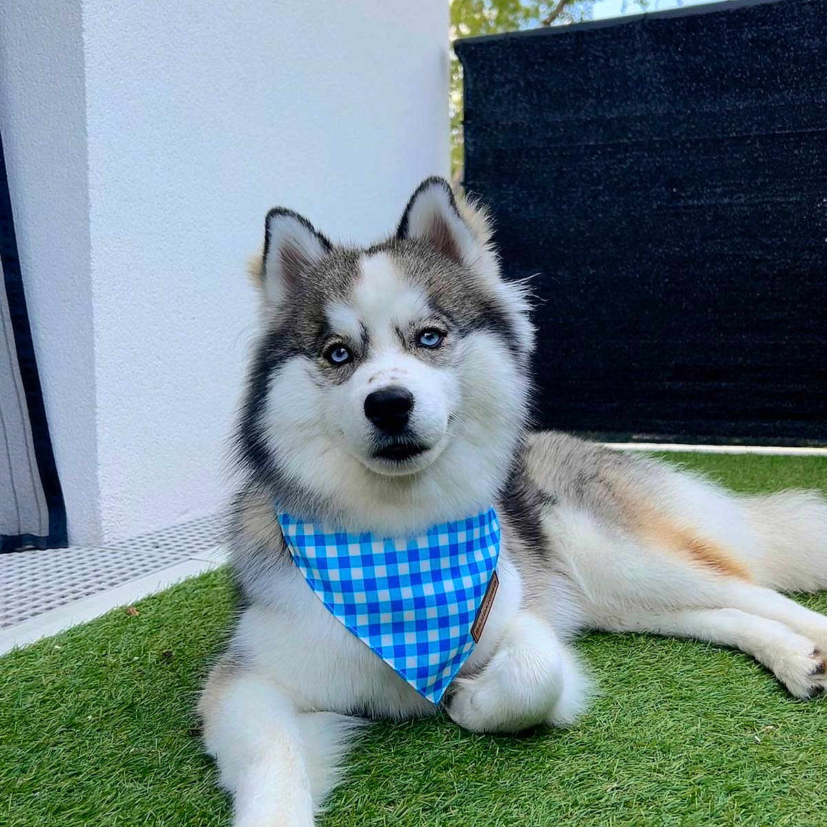 Sky participe au concours pour gagner de l'argent avec cette photo : animal, bandana, blue_checkered, blue_eyes, canine, cute, daylight, dog, domestic_animal, fur, grass, husky, lying_down, nature, outdoor, pet, portrait, privacy_screen, relaxed, white_wall