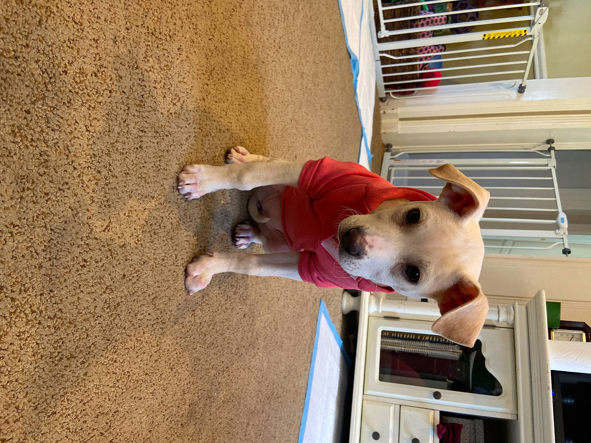 Amethyst joined the competition — help win amazing prizes! canidae, carnivore, collar, companion_dog, dog, dog_breed, dog_supply, fawn, non_sporting_group, pet_supply, snout, soil, sporting_group, window_blind, wood, working_animal, working_dog