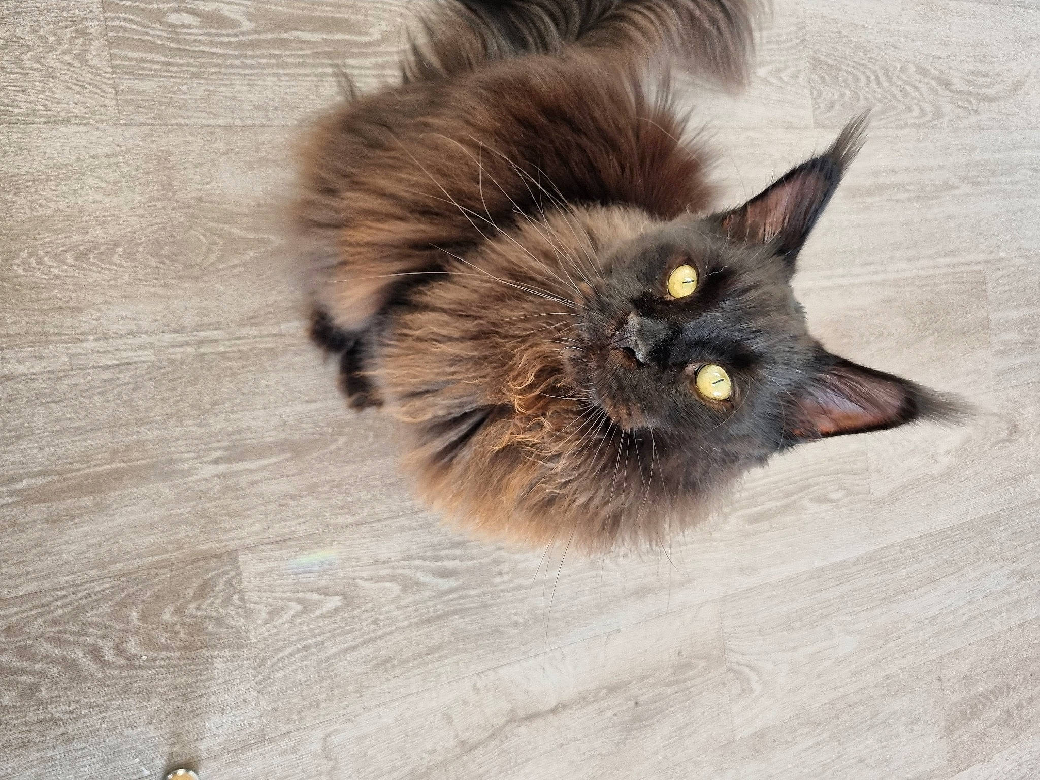 Storm a rejoint le concours — aidez-le/la à gagner de superbes lots ! black_cat, carnivore, cat, claw, domestic_short_haired_cat, fawn, felidae, flooring, fur, hardwood, paw, plank, small_to_medium_sized_cats, snout, tail, terrestrial_animal, varnish, whiskers, wood