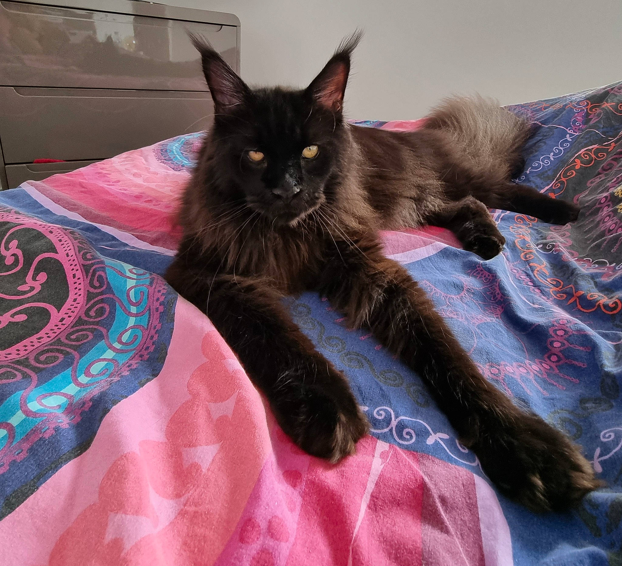 Storm a rejoint le concours — aidez-le/la à gagner de superbes lots ! bed, black_cat, bombay, carnivore, cat, cat_supply, claw, comfort, domestic_short_haired_cat, felidae, fur, grey, linens, magenta, pattern, paw, small_to_medium_sized_cats, snout, tail, whiskers