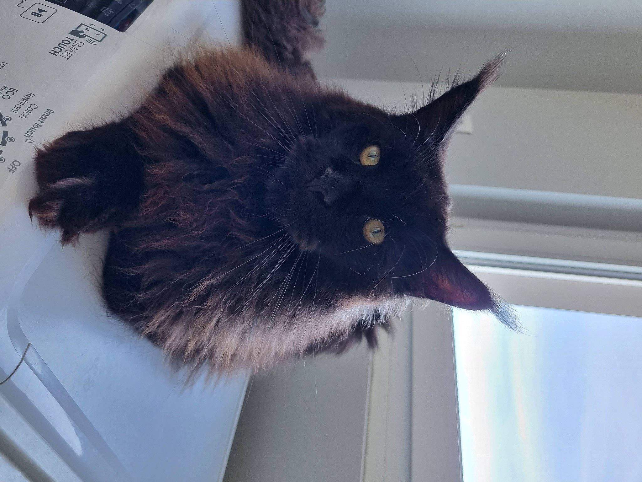 Storm a rejoint le concours — aidez-le/la à gagner de superbes lots ! black_cat, carnivore, cat, claw, domestic_short_haired_cat, felidae, fur, grey, paw, small_to_medium_sized_cats, snout, tail, terrestrial_animal, whiskers, window