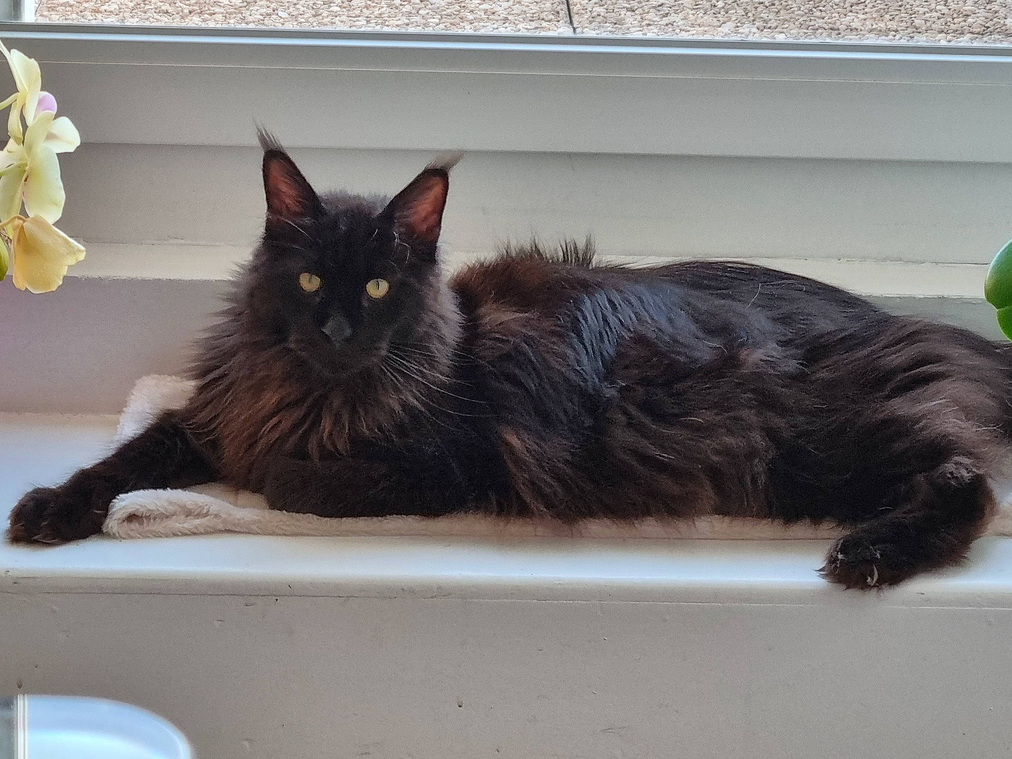 Storm participe au concours pour gagner de l'argent avec cette photo : balloon, black_cat, bombay, carnivore, cat, cat_supply, claw, domestic_short_haired_cat, felidae, fur, grey, paw, small_to_medium_sized_cats, tail, terrestrial_animal, whiskers, window