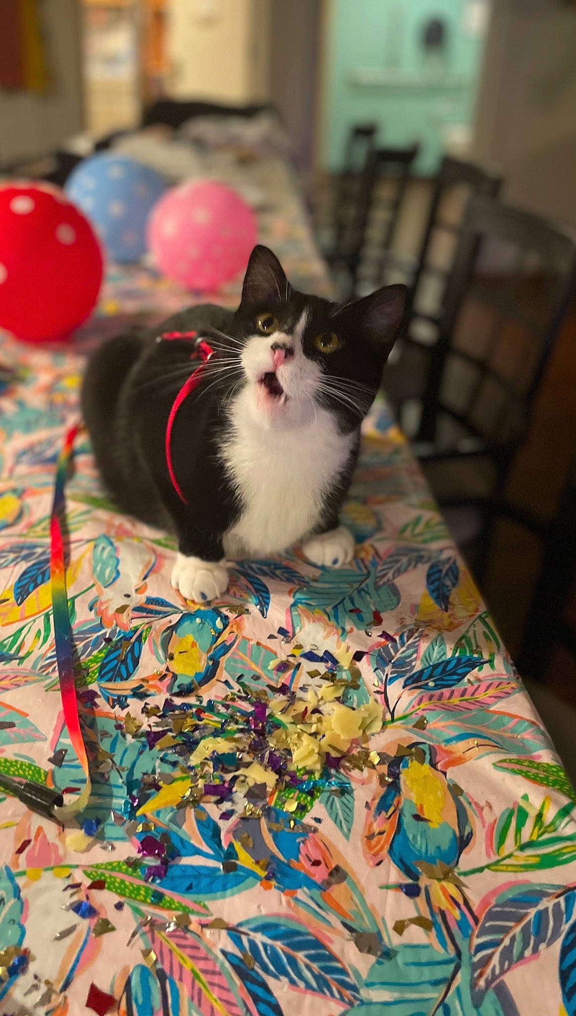 Dream is registered to the contest to win money with this photo: art, balloon, carnivore, cat, decoration, event, felidae, flooring, formal_wear, fur, pattern, petal, plant, small_to_medium_sized_cats, tail, textile, whiskers, wood