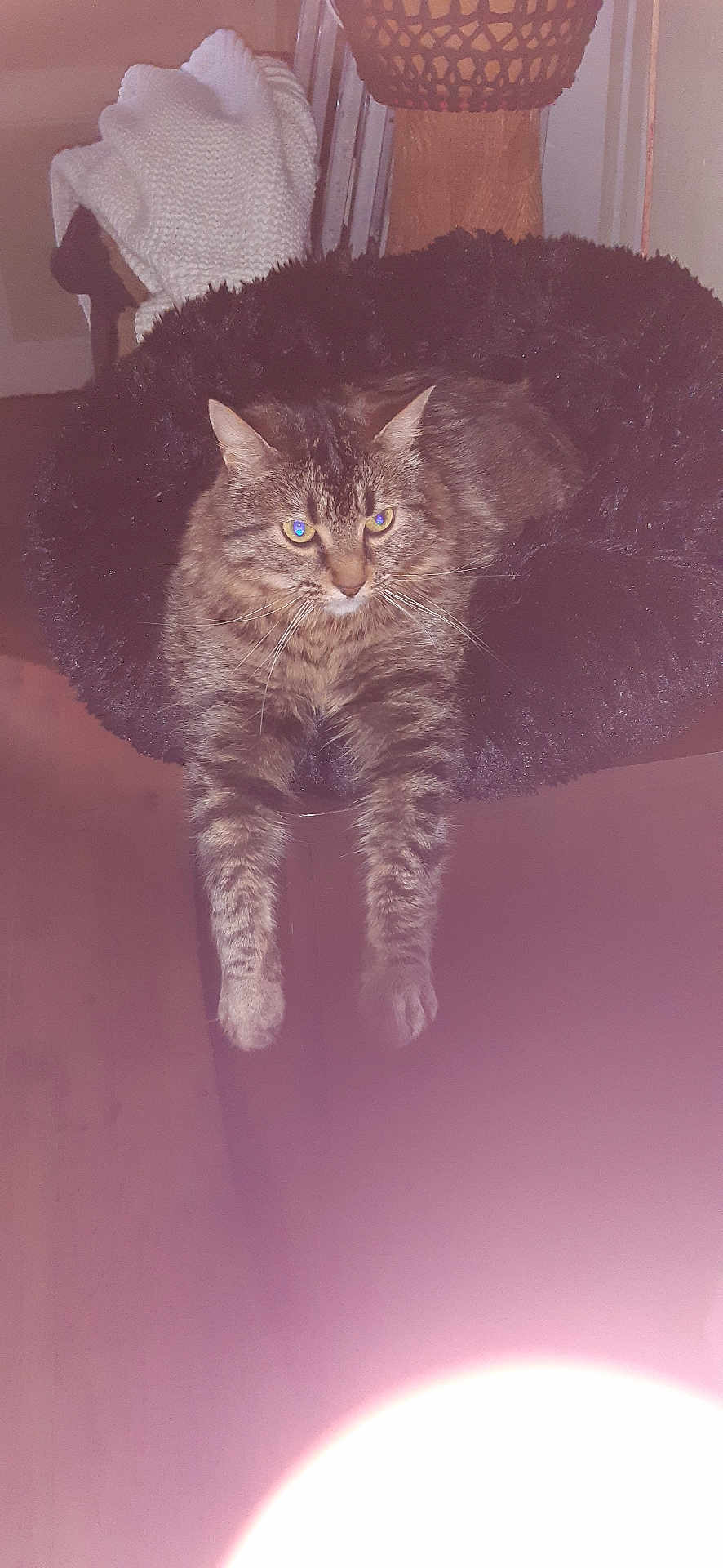 Charly a rejoint le concours — aidez-le/la à gagner de superbes lots ! cat, tabby_cat, pet, feline, whiskers, paws, dangling_legs, fur, eyes, indoor, cozy, bed, blanket, basket, furniture, flash_glare, portrait, relaxed, home, adorable