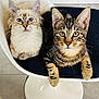 Charly participe au concours pour gagner de l'argent avec cette photo : cat, kitten, pet, animal, feline, chair, white_chair, cushion, indoor, cute, fur, whiskers, tabby, striped, fluffy, paws, looking_at_camera, two_animals, domestic_animal, close_up
