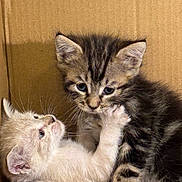 Charly a rejoint le concours — aidez-le/la à gagner de superbes lots ! kitten, cat, tabby, light_colored_kitten, cardboard_box, cute, pet, animal, feline, whiskers, fur, young, playful, indoor, close_up, friendship, touching, curious, adorable, companions