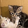 kitten, cat, tabby, light_colored_kitten, cardboard_box, cute, pet, animal, feline, whiskers, fur, young, playful, indoor, close_up, friendship, touching, curious, adorable, companions