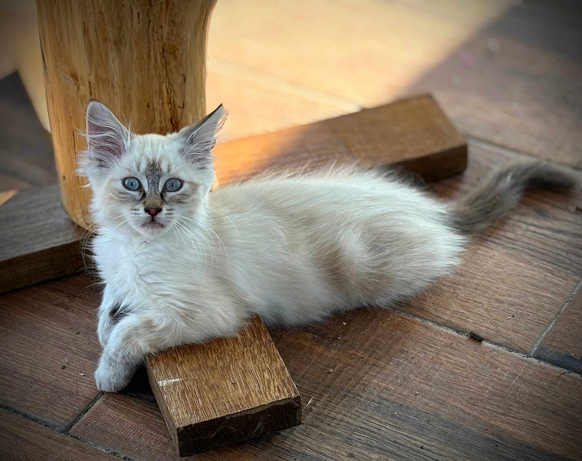 Charly participe au concours pour gagner de l'argent avec cette photo : kitten, cat, animal, pet, feline, blue_eyes, fluffy, wooden_floor, resting, cute, young_cat, indoor, natural_light, curious, paws, whiskers, tail, small, relaxed, domestic_cat