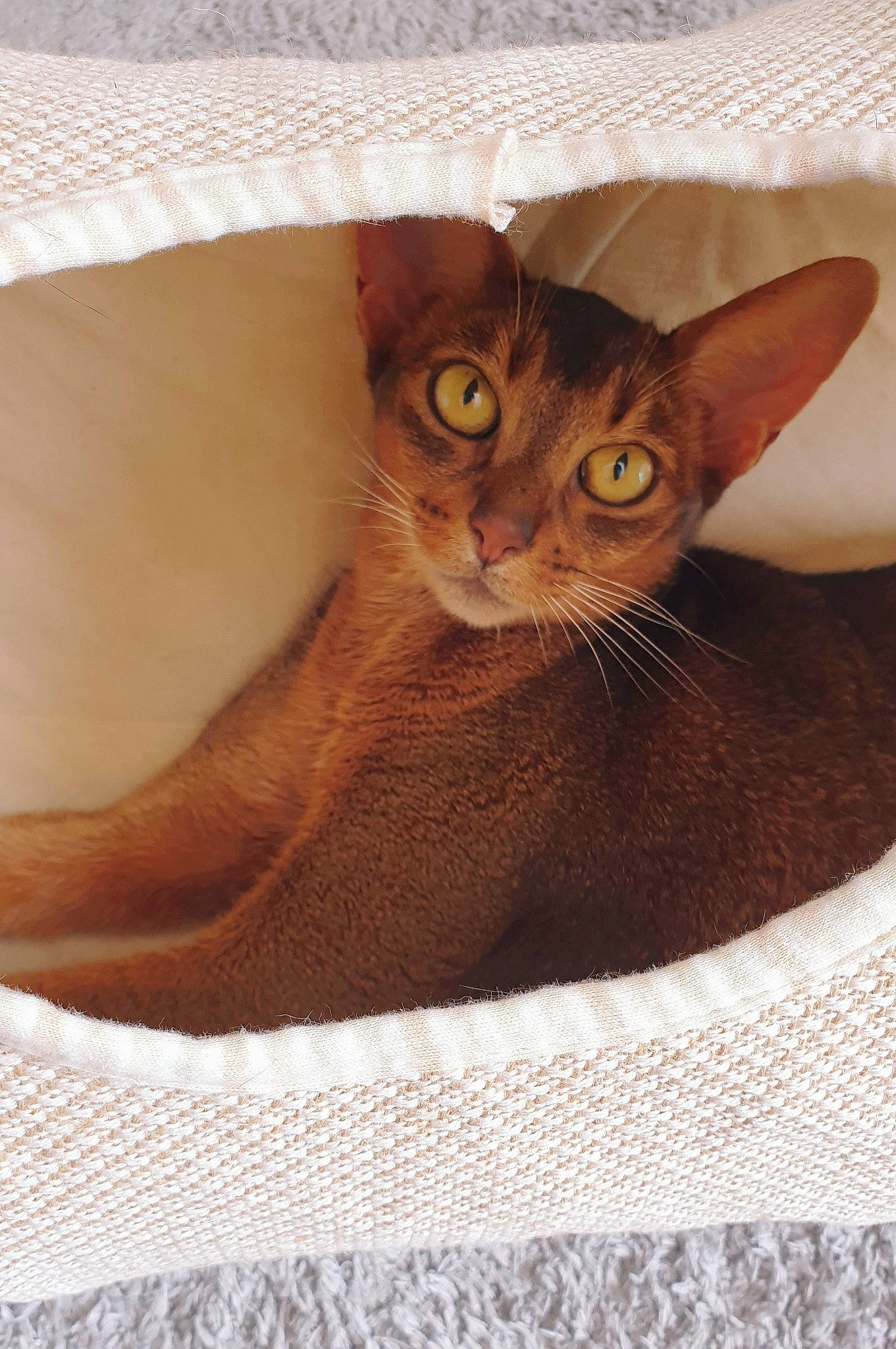Lara participe au concours pour gagner de l'argent avec cette photo : carnivore, cat, cat_bed, cat_supply, comfort, domestic_short_haired_cat, fawn, felidae, fur, linens, paw, pet_supply, small_to_medium_sized_cats, snout, tail, whiskers, woven_fabric