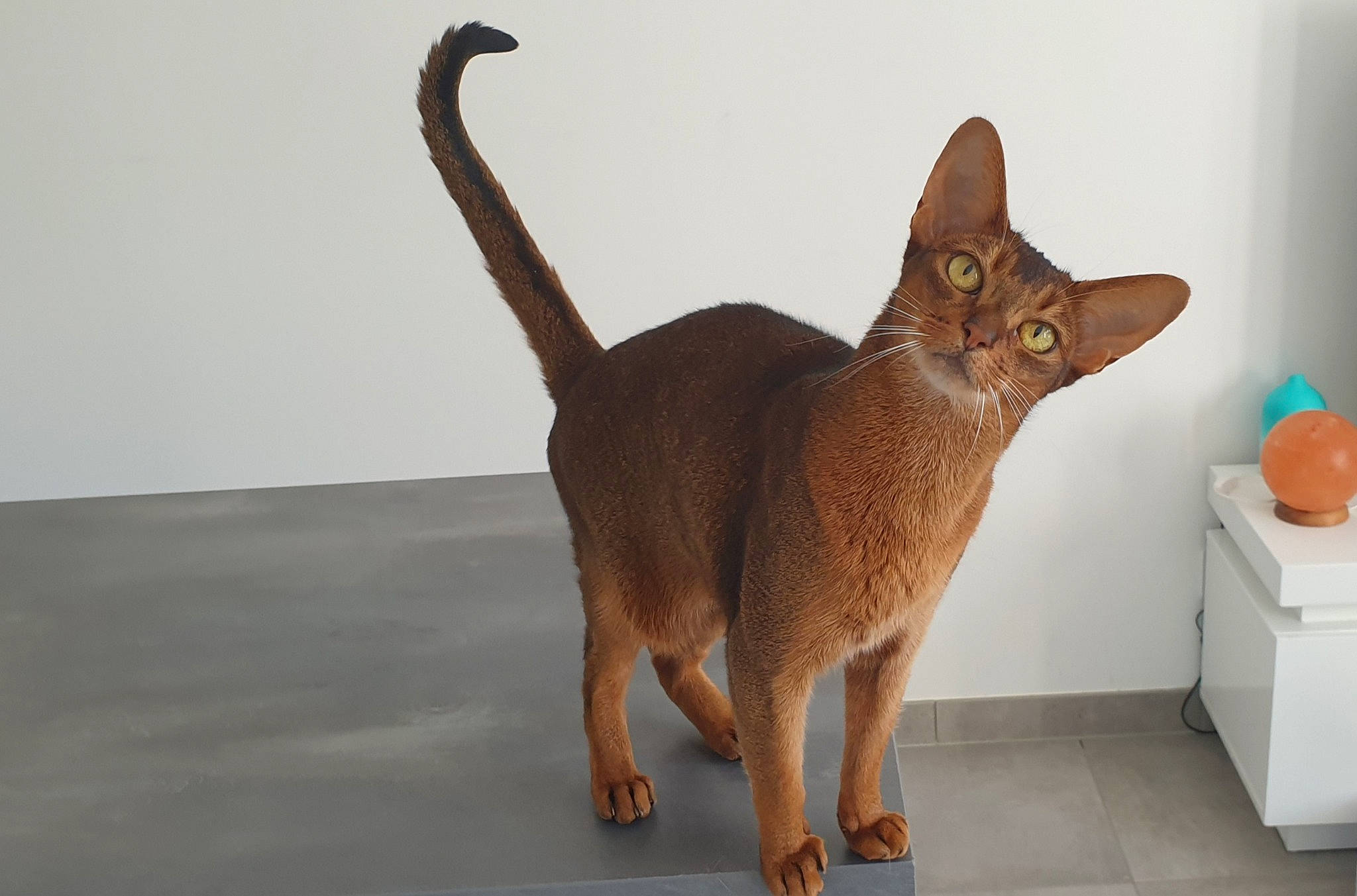 Lara participe au concours pour gagner de l'argent avec cette photo : cabinetry, carnivore, cat, cat_supply, chest, chest_of_drawers, claw, domestic_short_haired_cat, drawer, fawn, felidae, flooring, fur, paw, pet_supply, small_to_medium_sized_cats, tail, terrestrial_animal, whiskers, wood