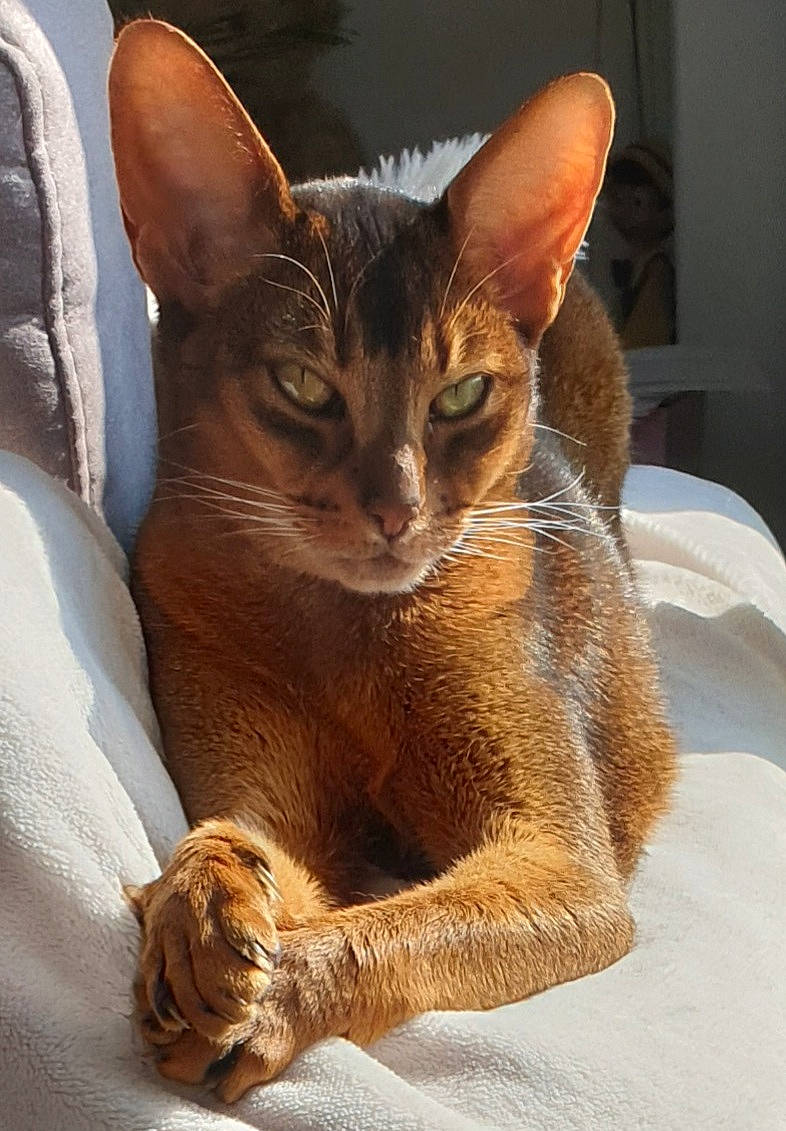 Lara participe au concours pour gagner de l'argent avec cette photo : carnivore, cat, cat_supply, claw, comfort, domestic_short_haired_cat, fawn, felidae, fur, paw, small_to_medium_sized_cats, snout, tail, terrestrial_animal, whiskers, wildlife