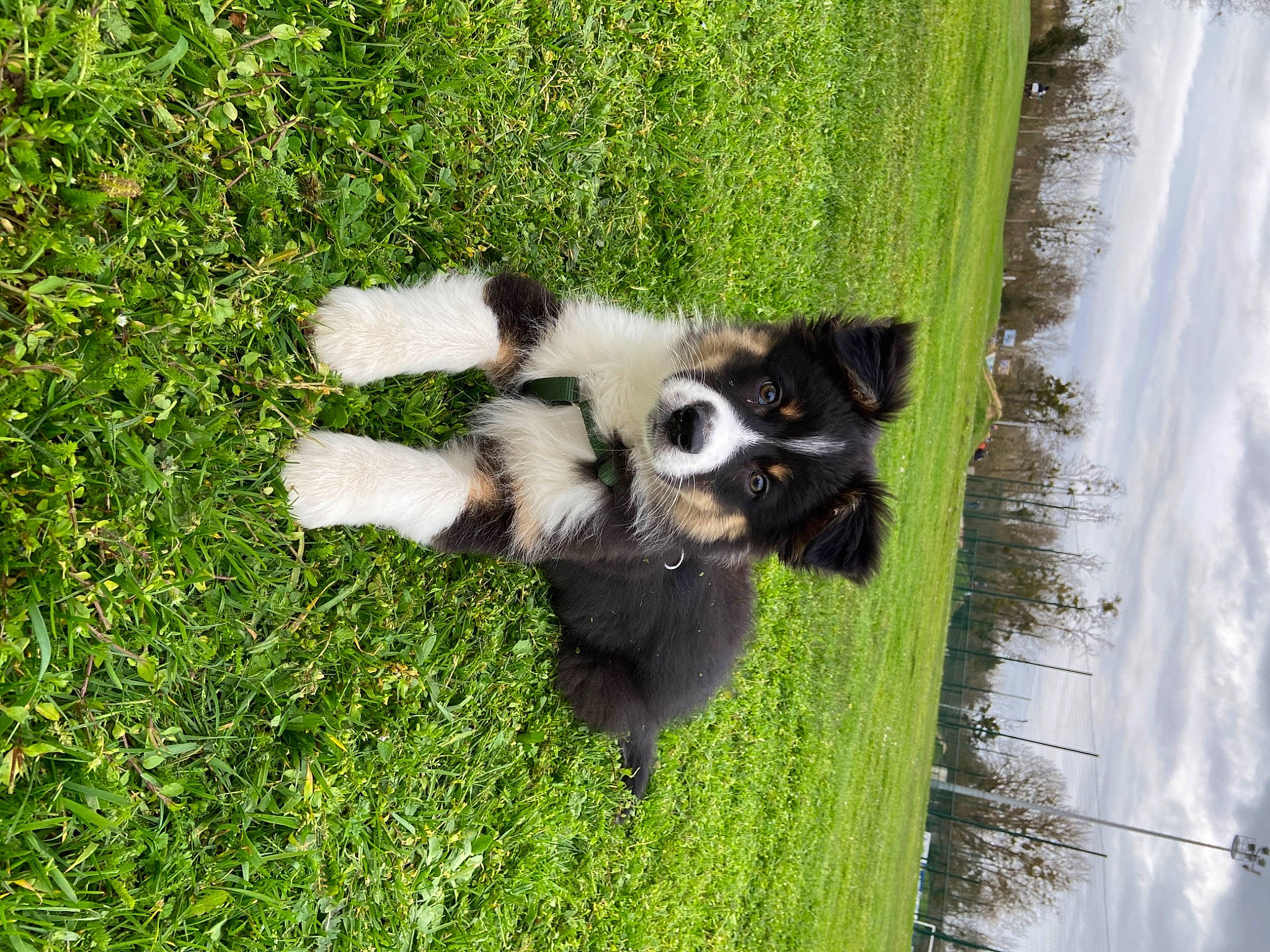 Lasco a rejoint le concours — aidez-le/la à gagner de superbes lots ! canidae, carnivore, cloud, companion_dog, dog, dog_breed, fur, grass, grass_family, grassland, groundcover, plant, skunk, sporting_group, tail, terrestrial_animal, tree, water, wildlife, working_animal