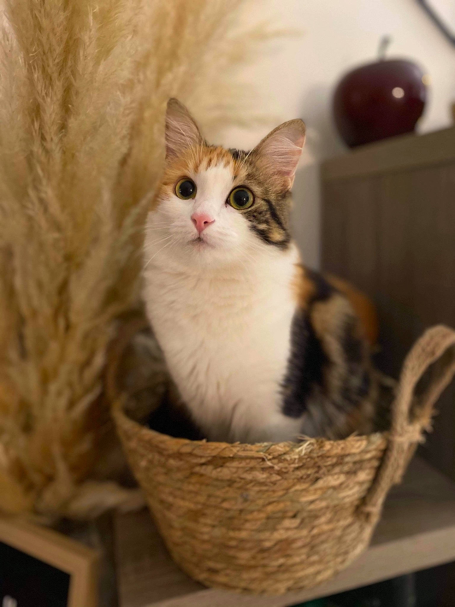Romy participe au concours pour gagner de l'argent avec cette photo : basket, box, carnivore, cat, cat_supply, domestic_short_haired_cat, felidae, fur, home_accessories, sitting, small_to_medium_sized_cats, snout, storage_basket, whiskers, wicker, wood
