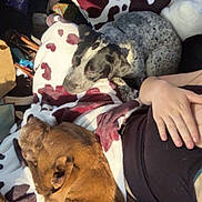 Aurora joined the competition — help win amazing prizes! dog, blanket, car_seat, person, arm, brown_dog, spotted_dog, blue_collar, resting, relaxed, indoor, cozy, companion, pet, animal, fur, seatbelt, pillow, soft_fabric, sunlight