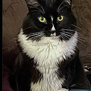 Delta joined the competition — help win amazing prizes! alert, animal, black_and_white, cat, closeup, curious, cute, domestic_cat, feline, fluffy, fur, household, indoor, pet, portrait, resting, sitting, tuxedo_cat, whiskers, yellow_eyes