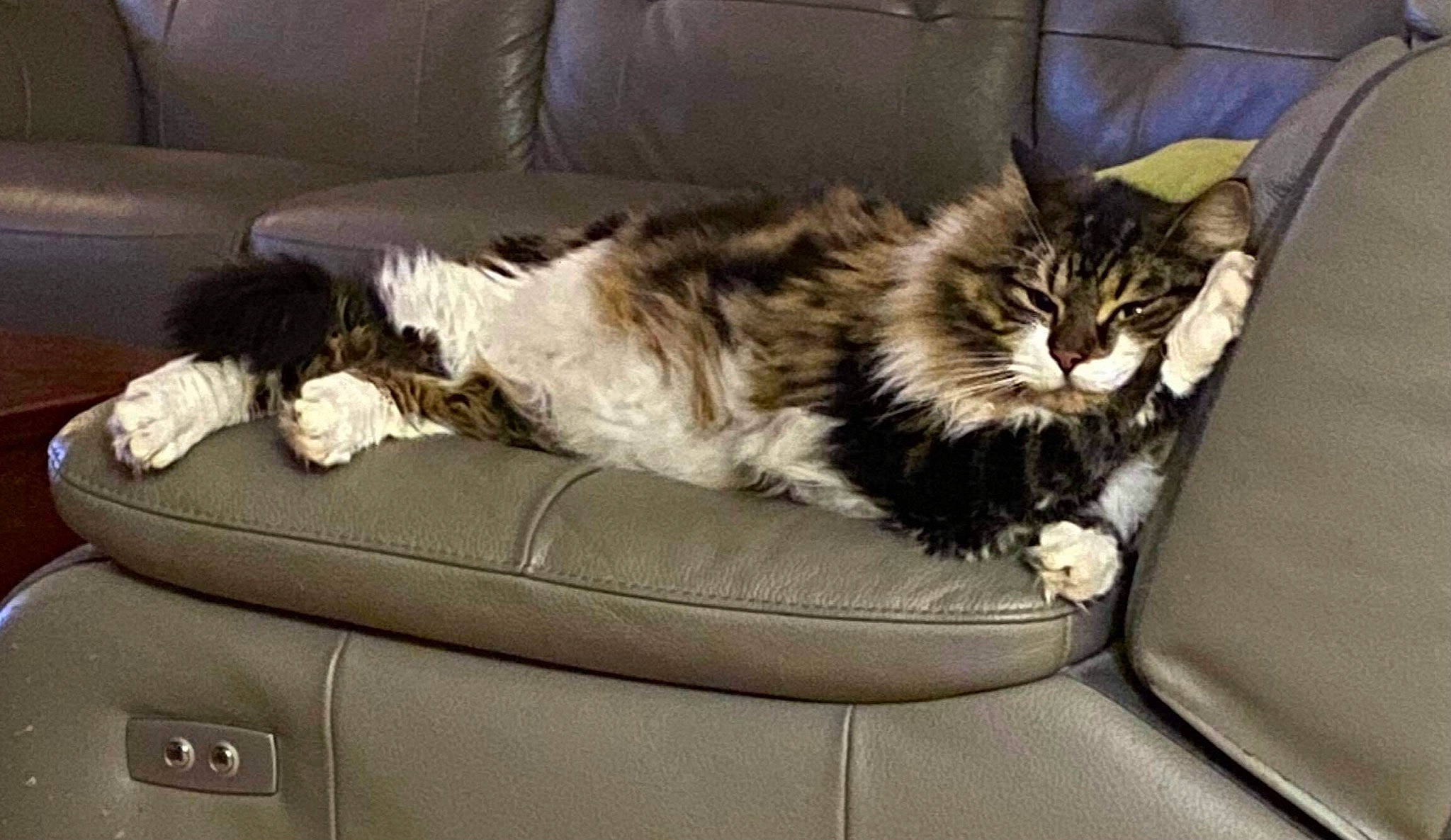 Chewbacca a rejoint le concours — aidez-le/la à gagner de superbes lots ! carnivore, cat, comfort, couch, domestic_short_haired_cat, felidae, fur, living_room, luxury_vehicle, maine_coon, nap, paw, personal_luxury_car, ragdoll, small_to_medium_sized_cats, tail, vehicle, vehicle_door, whiskers, window