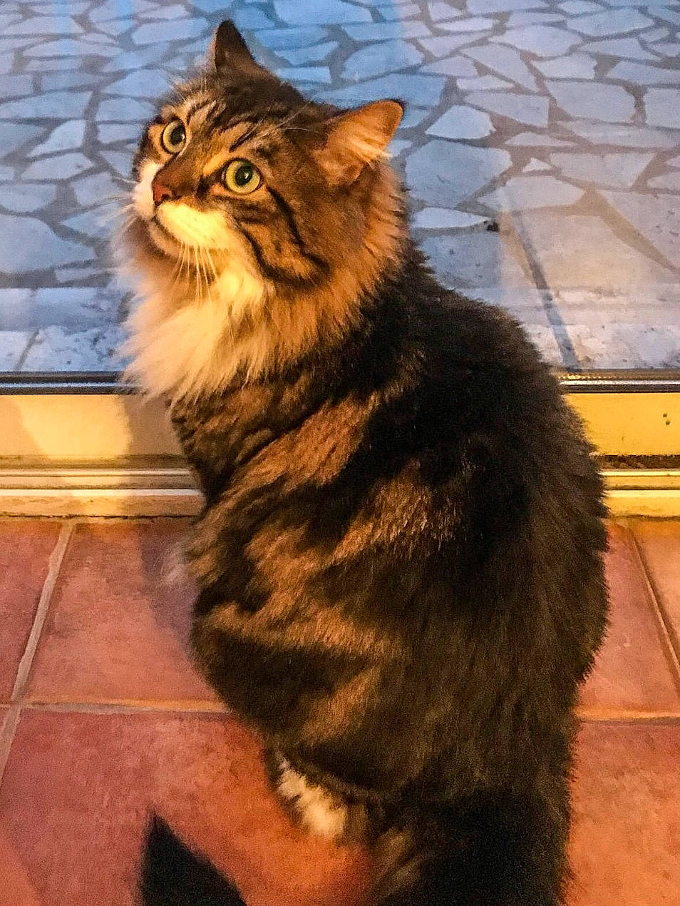 Chewbacca a rejoint le concours — aidez-le/la à gagner de superbes lots ! carnivore, cat, claw, domestic_short_haired_cat, eye, felidae, flooring, fur, hardwood, head, maine_coon, paw, sitting, small_to_medium_sized_cats, snout, tail, terrestrial_animal, tile_flooring, whiskers, wood