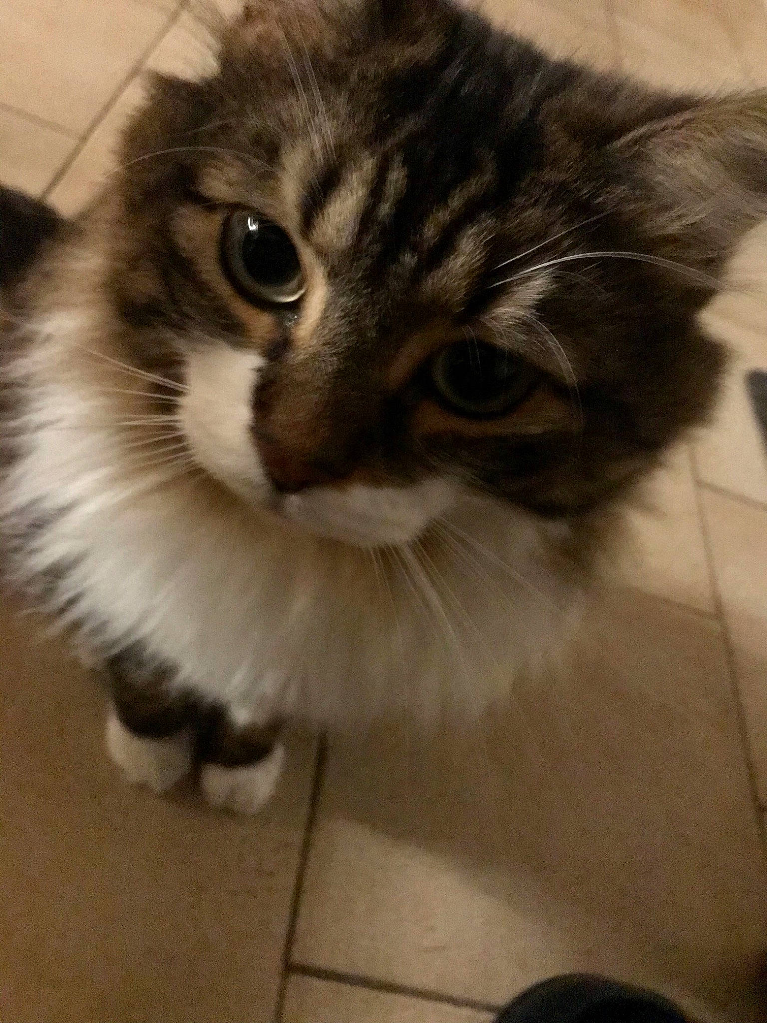 Chewbacca a rejoint le concours — aidez-le/la à gagner de superbes lots ! carnivore, cat, claw, curious, domestic_short_haired_cat, fawn, felidae, floor, flooring, fur, hair, iris, line, monochrome, paw, small_to_medium_sized_cats, snout, tail, terrestrial_animal, whiskers