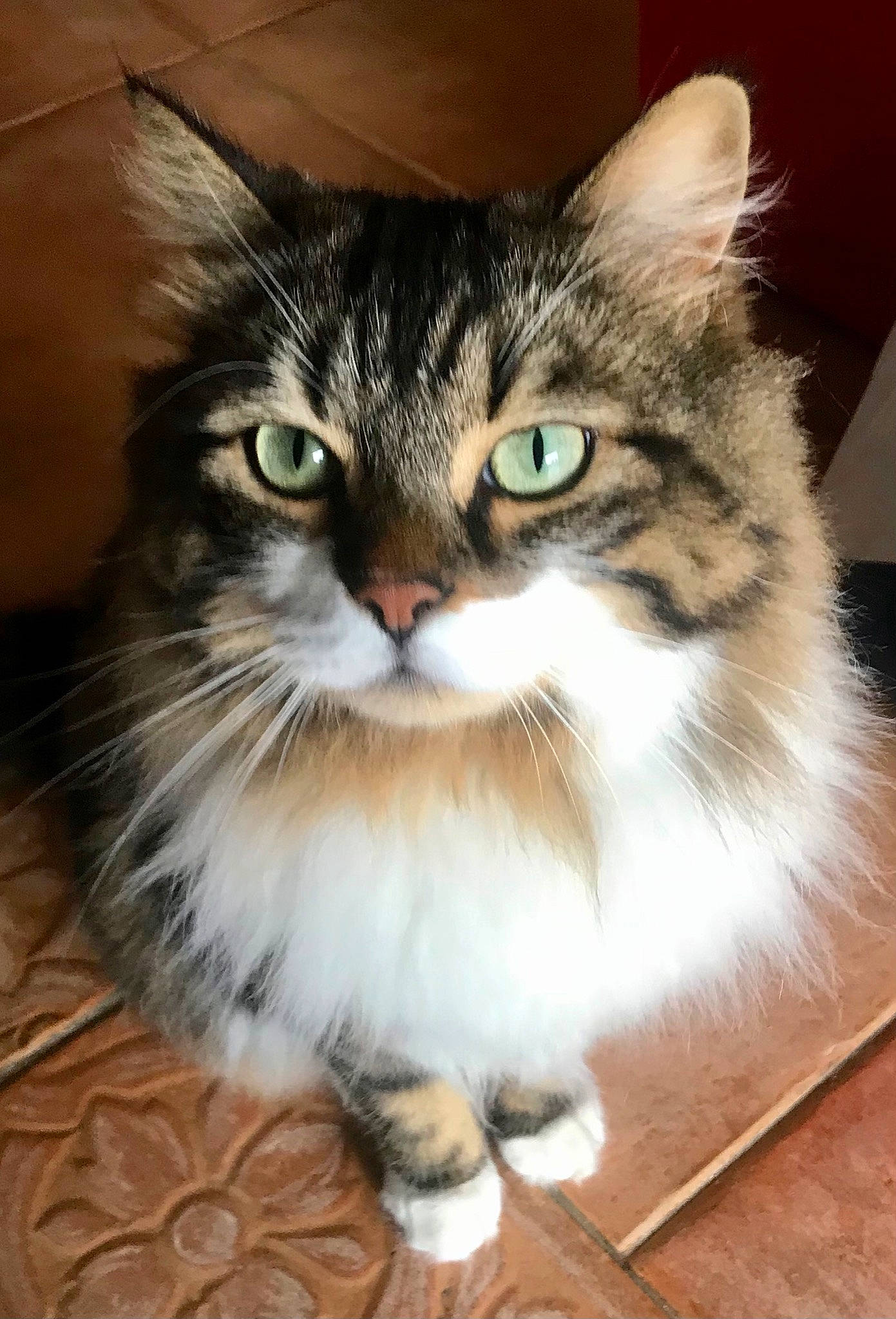 Chewbacca a rejoint le concours — aidez-le/la à gagner de superbes lots ! box, carnivore, cat, claw, domestic_short_haired_cat, felidae, flooring, fur, hardwood, iris, paw, photo_caption, sitting, small_to_medium_sized_cats, snout, terrestrial_animal, whiskers, wood