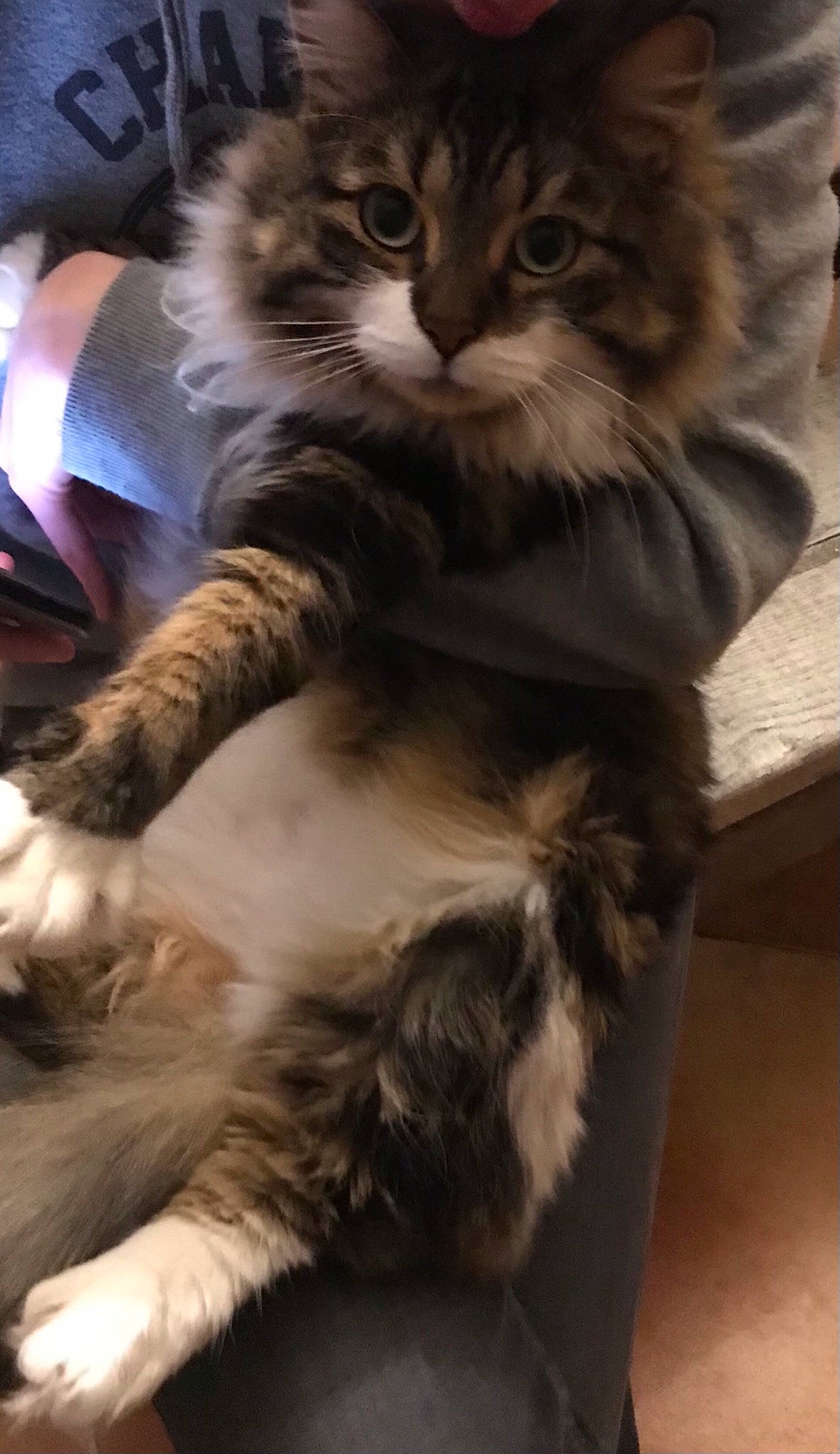 Chewbacca participe au concours pour gagner de l'argent avec cette photo : british_longhair, carnivore, cat, claw, comfort, domestic_short_haired_cat, fawn, felidae, fur, lap, maine_coon, mammal, paw, sitting, small_to_medium_sized_cats, snout, tail, terrestrial_animal, vertebrate, whiskers