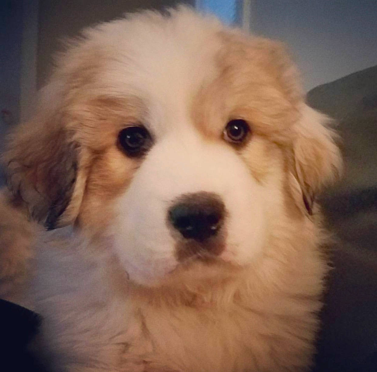 Moose is registered to the contest to win money with this photo: bored, canidae, carnivore, companion_dog, dog, dog_breed, fur, puppy, snout, sporting_group, toy_dog, whiskers, working_animal, working_dog