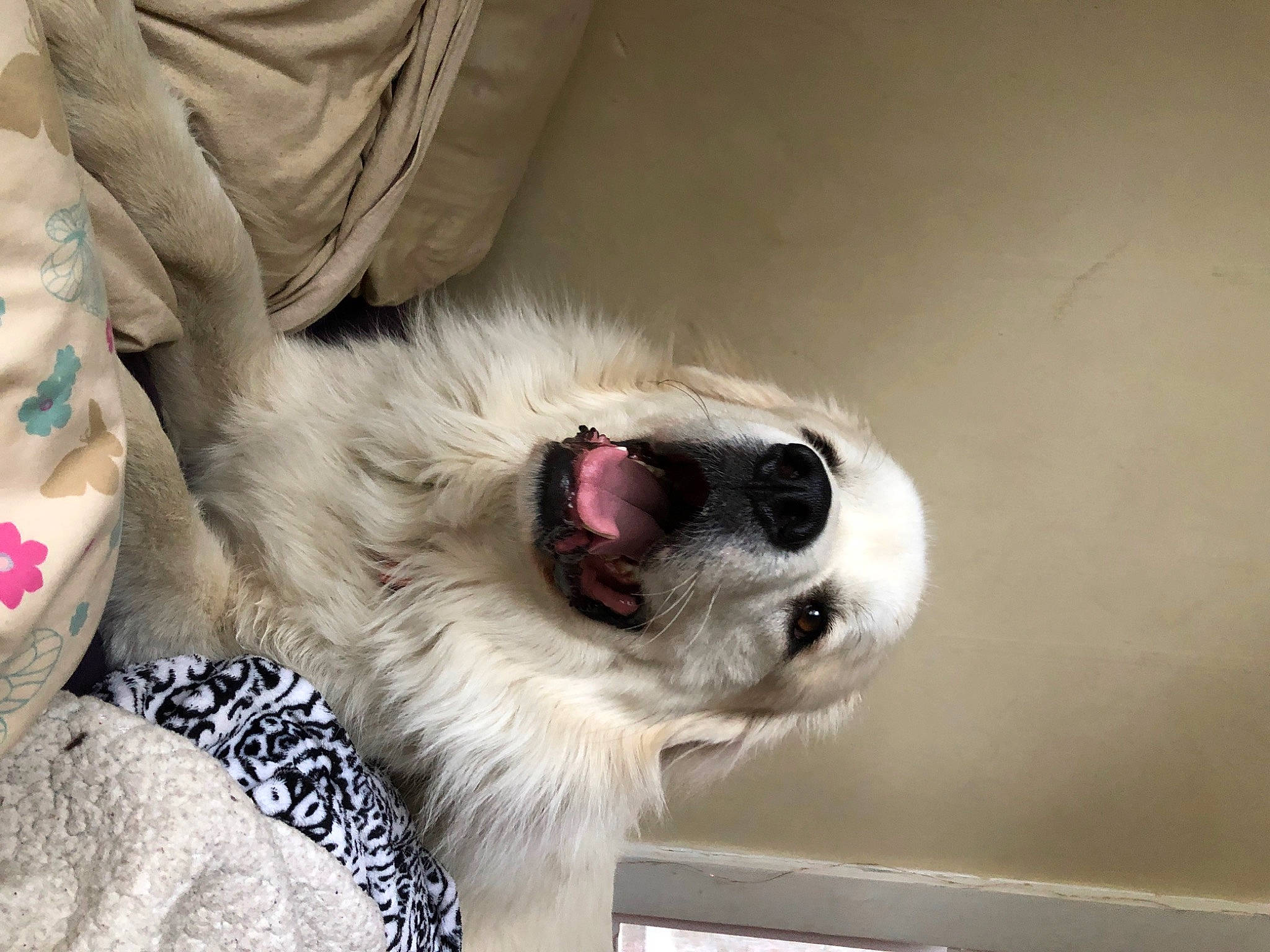 Moose is registered to the contest to win money with this photo: carnivore, collar, comfort, companion_dog, couch, dog, dog_breed, dog_collar, dog_supply, eyewear, fawn, leash, pet_supply, snout, sporting_group, sunglasses, toy_dog, vision_care, whiskers, working_animal