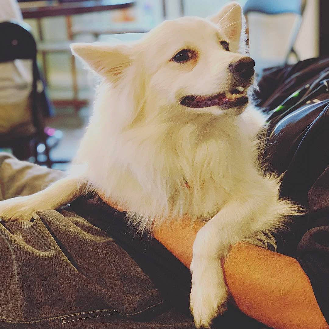 Niko is registered to the contest to win money with this photo: ancient_dog_breeds, bag, canidae, carnivore, chair, companion_dog, dog, dog_breed, fur, german_spitz, german_spitz_mittel, non_sporting_group, pomeranian, samoyed, spitz, sporting_group, toy_dog, volpino_italiano, whiskers, working_dog