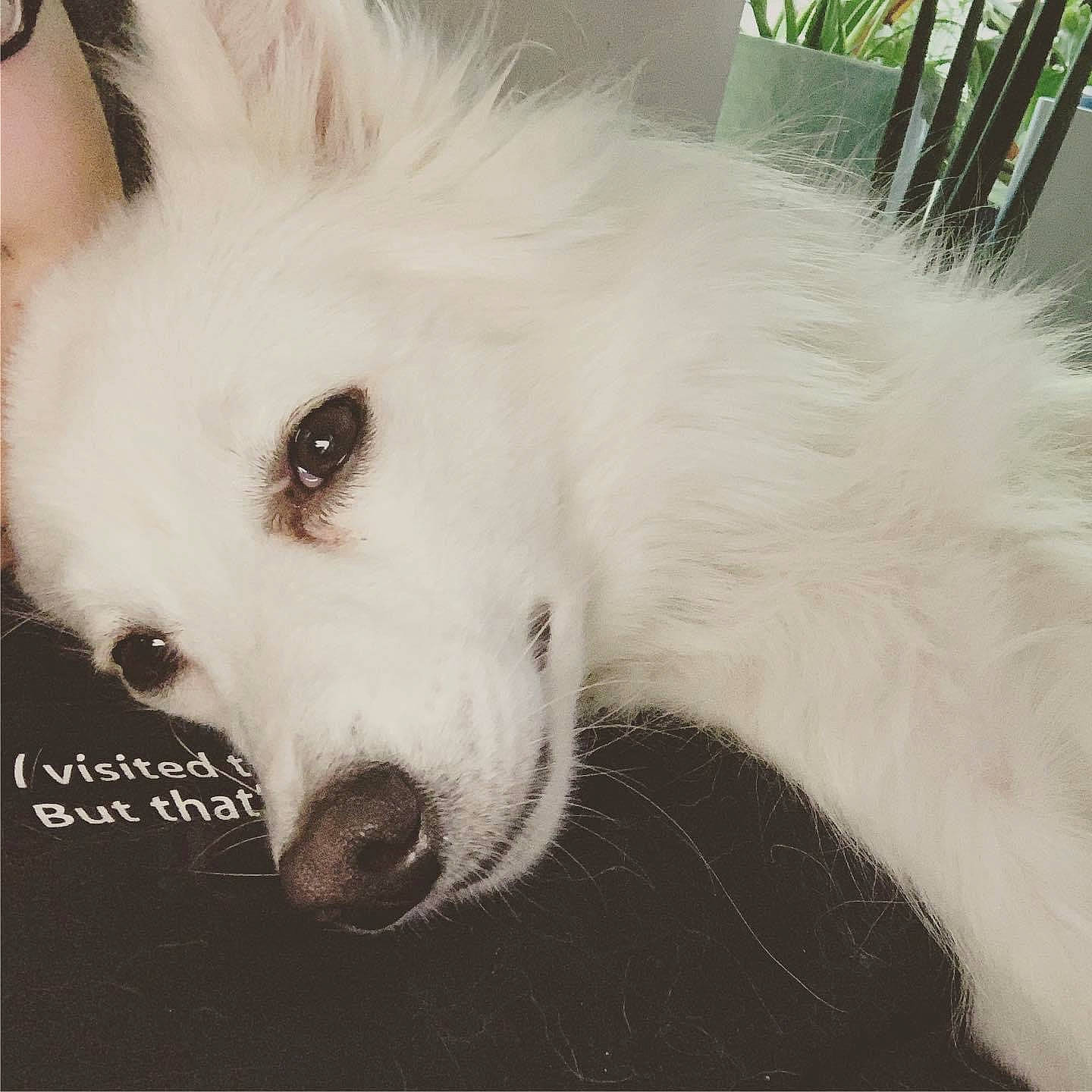 Niko joined the competition — help win amazing prizes! american_eskimo_dog, canidae, carnivore, companion_dog, dog, dog_breed, ear, eyelash, fur, german_spitz, german_spitz_mittel, japanese_spitz, non_sporting_group, samoyed, snout, sporting_group, volpino_italiano, whiskers, working_animal, working_dog